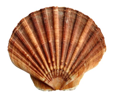 Shell Png Transparent Images Png All