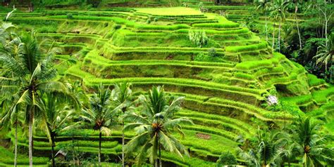 Tegalalang Rice Terrace Best Rice Terrace In Northern Part Of Ubud Bali