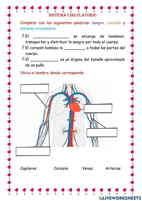 Ejercicio Online Gratuito De Sistema Circulatorio Artofit
