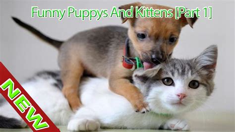 Funny Puppys And Kittens Compilation 2016 Funny Video Dog And Cat 1