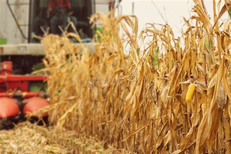 Harvesting Corn Crop Field Combine Harvester Working On Plantat Stock