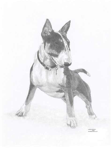 BULL TERRIER 2 perro Edición Limitada arte dibujo impresión Etsy