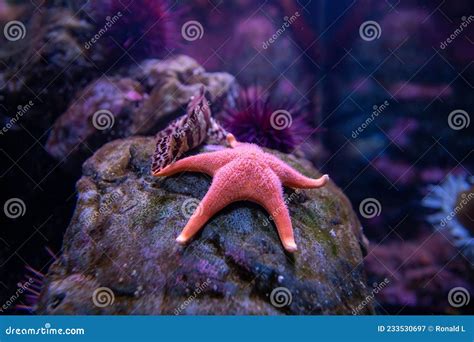Pink Starfish Underwater In Seattle Aquarium Underwater Sea Water