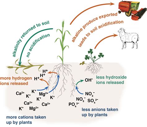 Causes Of Soil Acidity Agriculture And Food