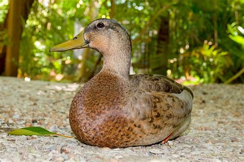 Female Mottled Duck Preening Her Feathers On A Florida River Stock