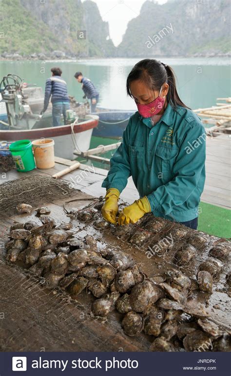 Pearl Farm Worker Preparing Farmed Oysters Hi Res Stock Photography And