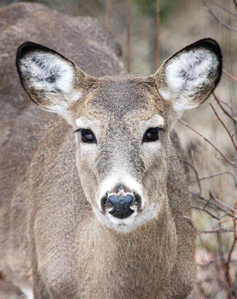 hunt aimed at reducing nuisance deer the timberjay