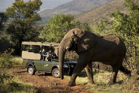 Desde Johannesburgo Safari Al Parque Nacional De Pilanesberg Getyourguide