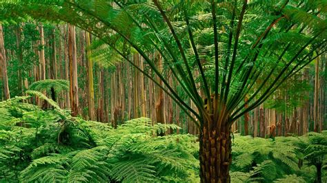 Fern Forest Frans Lanting Tree Fern