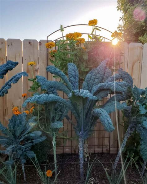 How To Grow Kale Guide To Plant Harvest And Use Kale Homestead And Chill