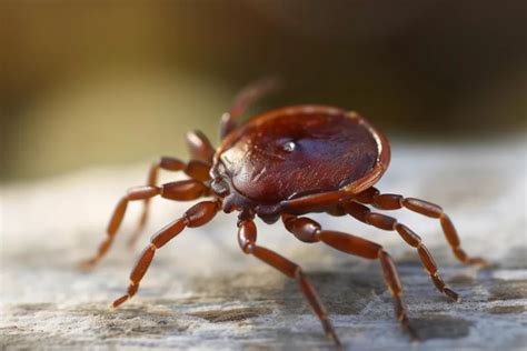 Mites Infestations Everything You Need To Know For Treatment