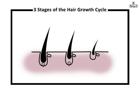 The 3 Stages Of The Hair Growth Cycle Explained Zequz
