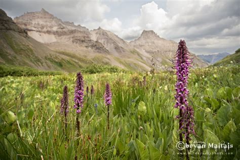 Yankee Boy Basin And Blue Lakes Colorado Wildflower Photography