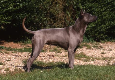 thai ridgeback dog breed characteristic daily  care facts