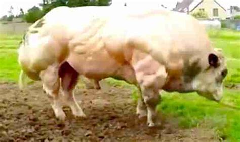The Reason This Cow Is So Insanely Muscular The Dodo