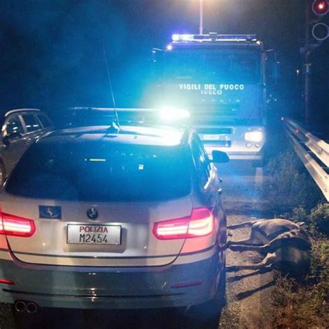 Attraversa La Statale Cervo Ucciso Da Unauto Cronaca Berbenno