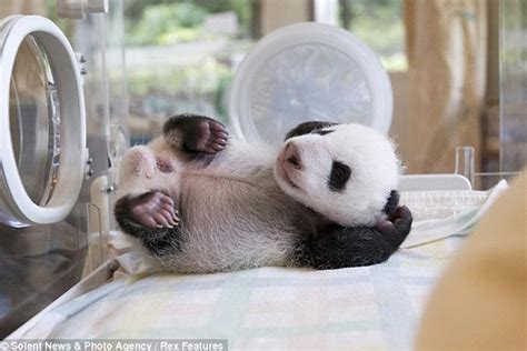 Fotos Mira Cómo Saluda Un Oso Panda Recién Nacido Miscelanea Correo