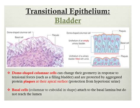 Epithelium Histology Transitional Epithelium Histolog