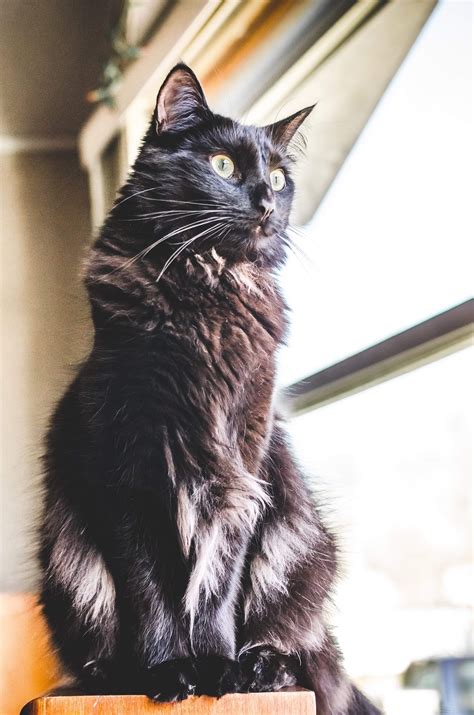 The chantilly/tiffany is a fairly reserved breed, being downright shy around strangers. Is My Kitty Possibly A Chantilly-tiffany? | TheCatSite