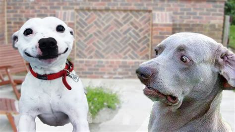 Funny Dog Pic Iris House Childrens Hospice