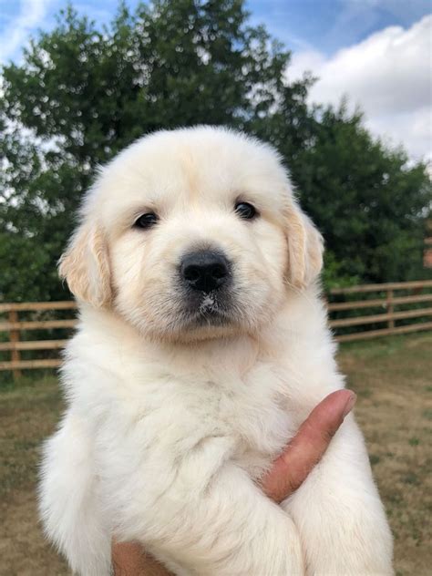 See more of golden retriever puppies on facebook. Ice White Golden Retriever Puppies | Walsall, West ...