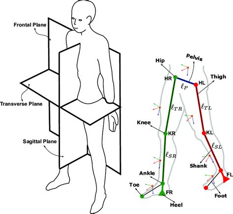 Human Body Coordinates And Lower Limb Segments Left The Human Body