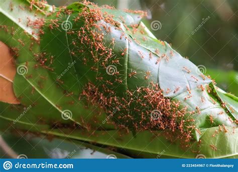 A Flock Of Red Ants Is Making A Nest Stock Image Image Of Ants
