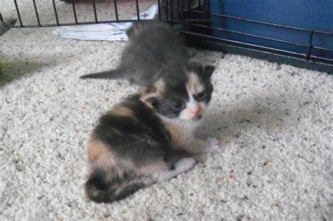 Calico Patches Small Baby Female Cat For Sale In Bay City