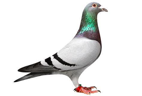 Pigeon Png Transparent Image Download Size 1000x679px