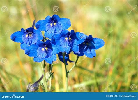 Blue Wild Flowers Stock Photo Image Of Plant Closeup 58166294