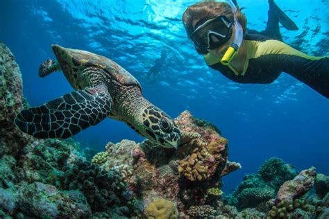 Top 10 Snorkel Tours On Oahu Hawaii Travel Guide