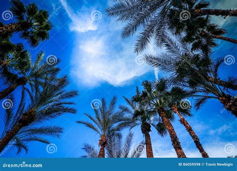 Palm Trees In Las Vegas Stock Photo Image Of Vegas Tree 86059598