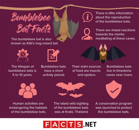 30 Adorable Facts About The Bumblebee Bat You Should Know