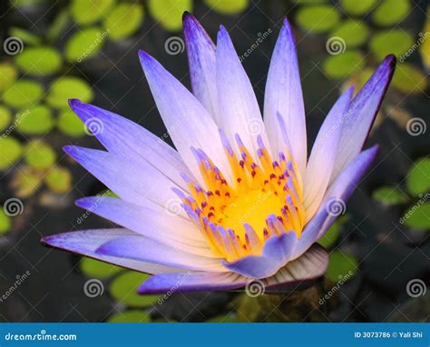 Bright Blue Water Lily Stock Photo Image Of Water Pond 3073786