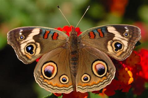 Buckeye Butterfly Pictures
