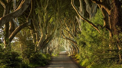 The Six Most Stunning Tree Tunnels On Earth