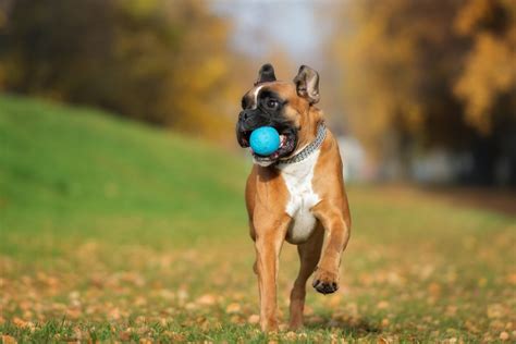 Ever imagined playing buddyfight right at your fingertips?? How to Teach Your Dog to Play Fetch | Canna-Pet®