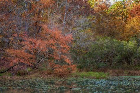 Tishomingos Autumn Pond Photograph By Susan Rissi Tregoning Fine Art