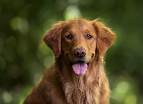 Golden Retriever Dog Guide All That You Need To Know Wagr Petcare