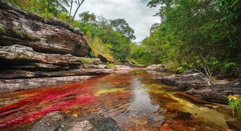 Caño Cristales The River Of The Seven Colours