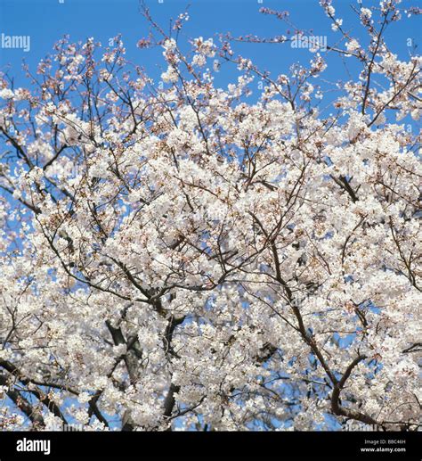 Cherry Blossoms Stock Photo Alamy