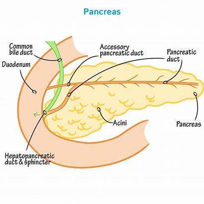 Pancreas Exocrine Draw