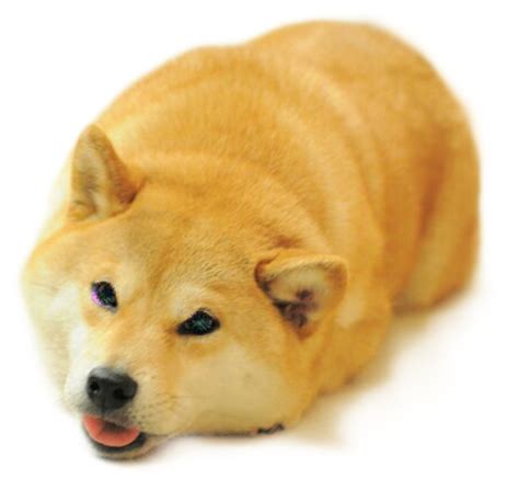 Download Doge Sticker Funny Shiba Inu Face Png Image With No