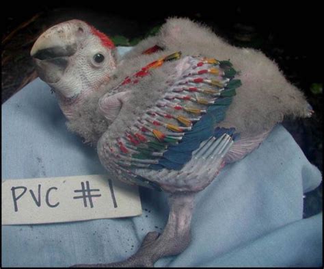Image Chick Scarlet Macaw Msd Veterinary Manual