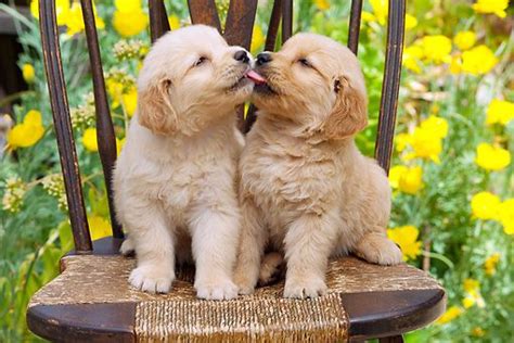 Puppy Love Cuteness Overflow Dogs Golden Retriever Puppy Kisses