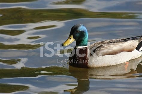 Mallard Duck Stock Photo Royalty Free Freeimages