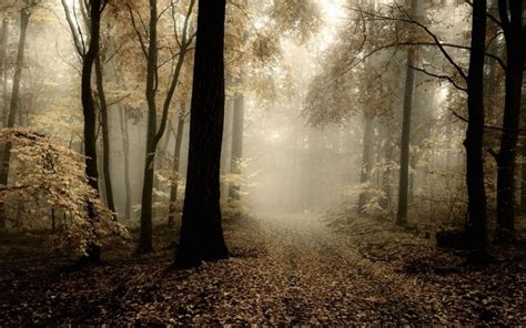 Nature Landscape Forest Mist Path Leaves Fall Morning Trees Dark