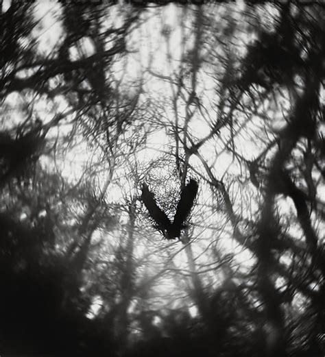 Raven Photography By Jakub Pyrdek Jakub S Art Pyrdek Flickr