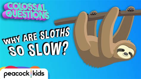 Why Are Sloths So Slow Colossal Questions Youtube