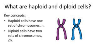 Geographical variation between races 5. What Is The Difference Between Haploid And Diploid Cells ...